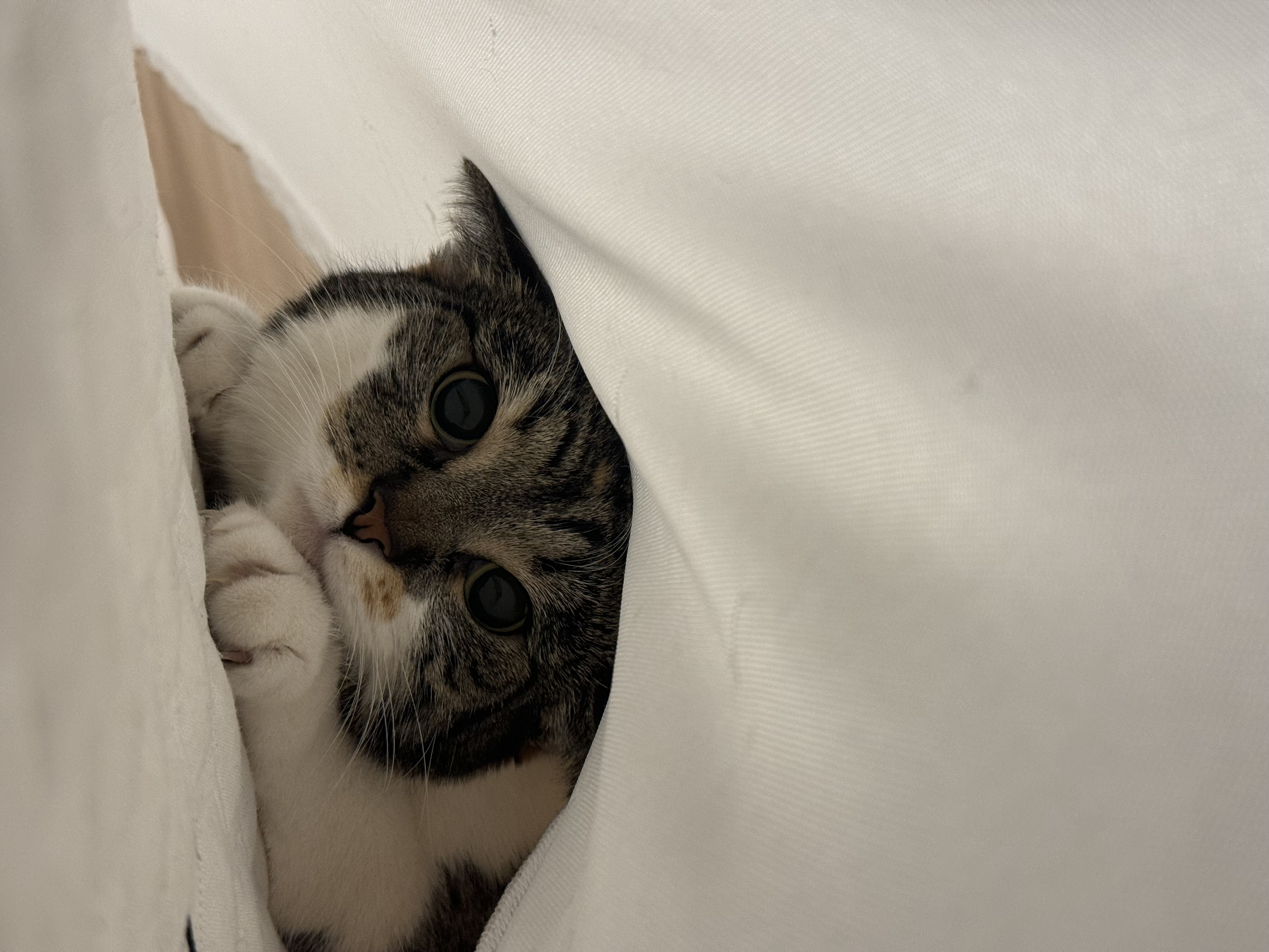 ButterCup's Face