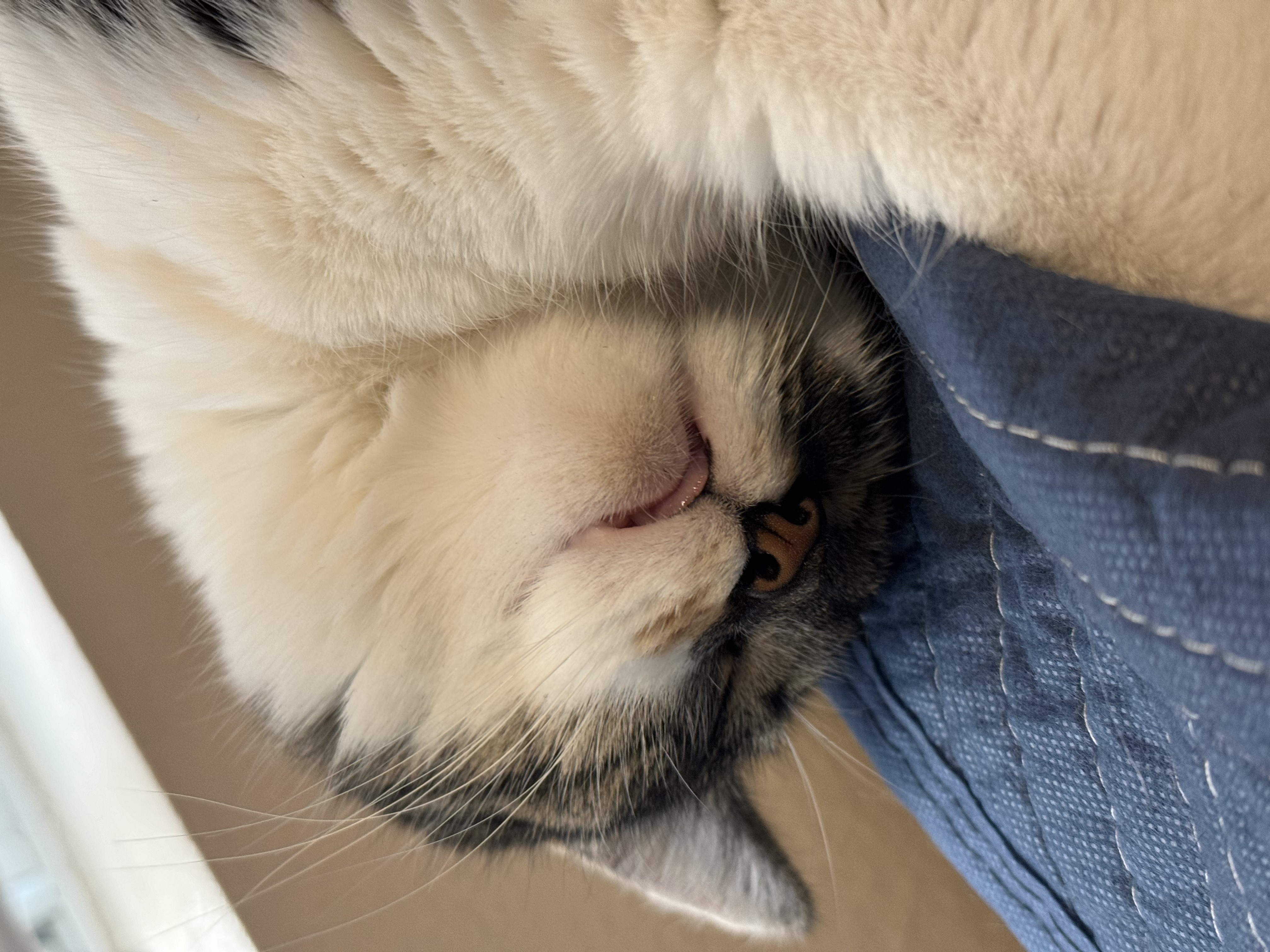 ButterCup sleeping