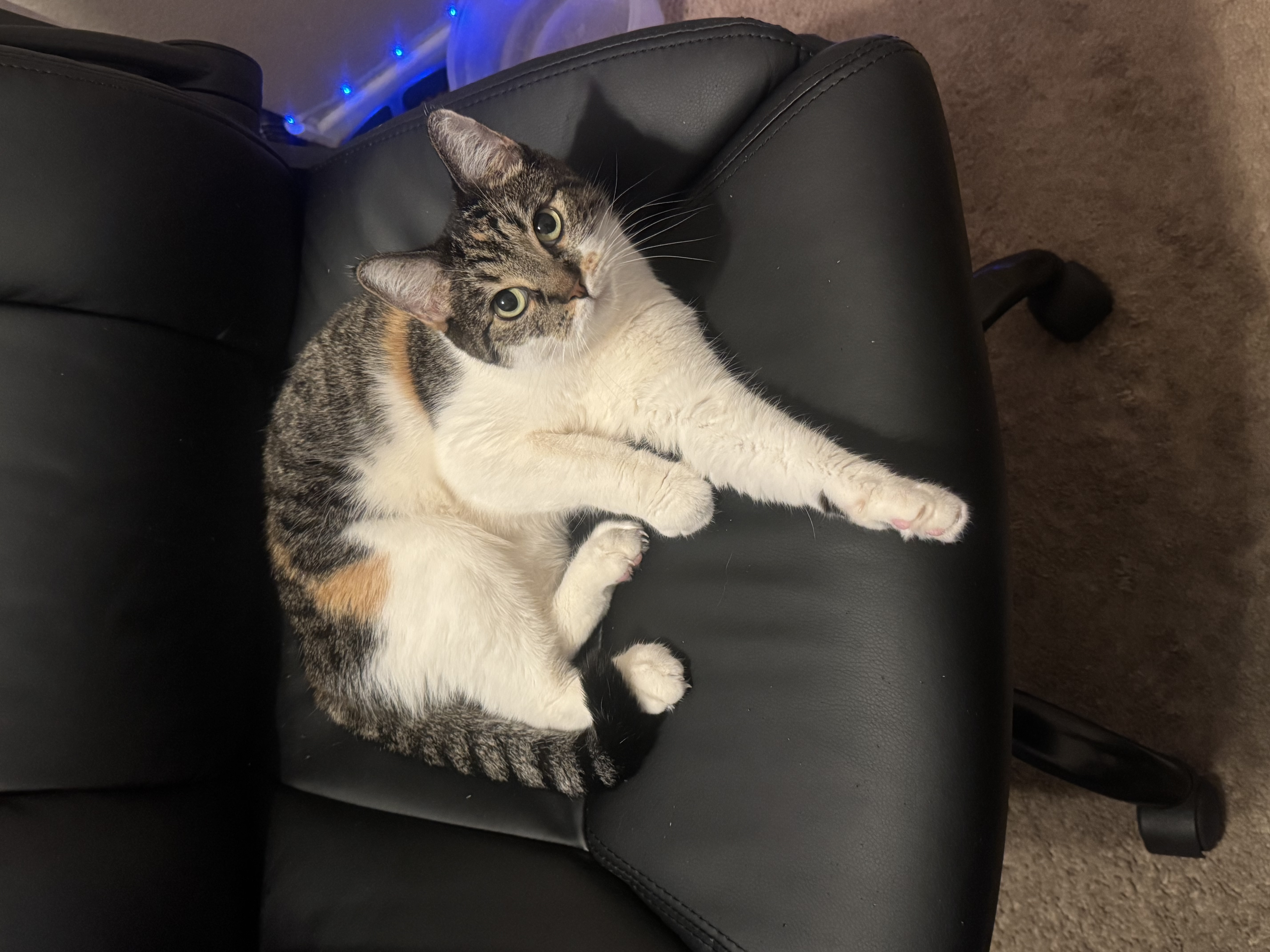 ButterCup laying down